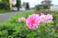 道端に咲く花3－2
