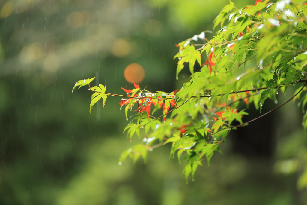 雨と紅色