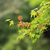 雨と紅色