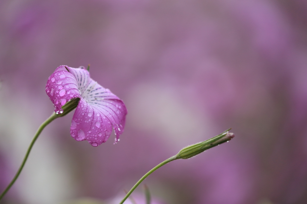 風雨に打たれて　2