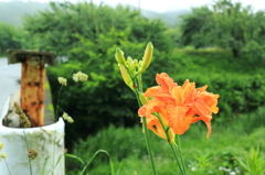 道端に咲く花　2－1