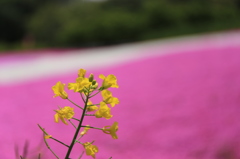 春、花　1
