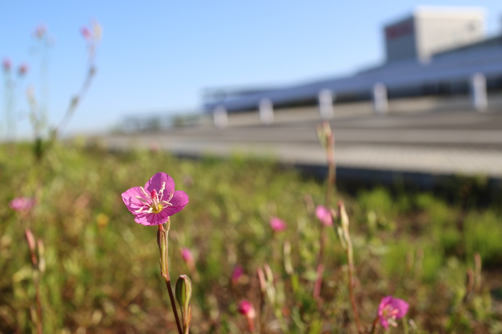 道端に咲く花　3