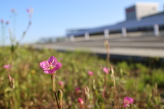 道端に咲く花　3