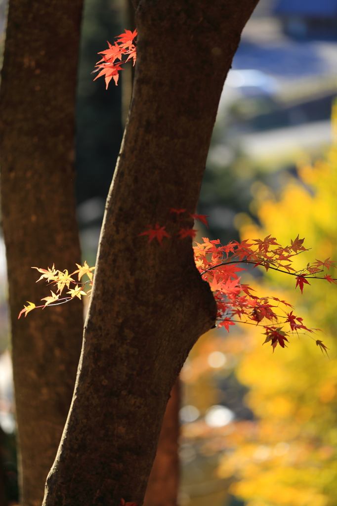 小さい秋、小さい紅葉