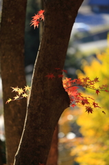 小さい秋、小さい紅葉