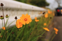 道端に咲く花3－5