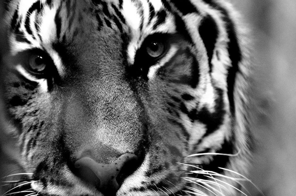 動物園