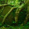 岩をつかむ木