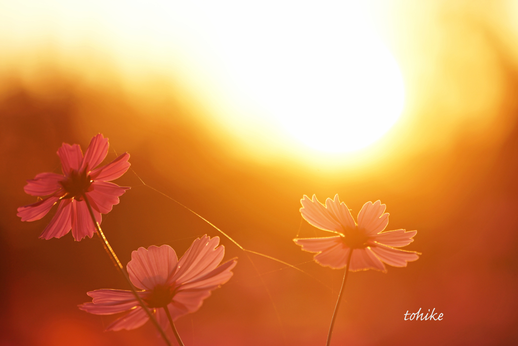 sunset cosmos