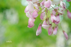 Red Wisteria