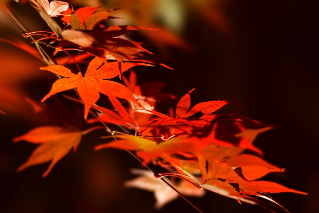 autumn light up 3