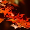 autumn light up 3