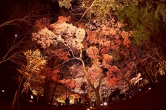 red leaves on moonlit night