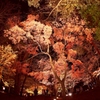 red leaves on moonlit night