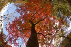 look up autumn