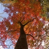 look up autumn