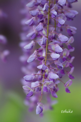 Wisteria～STF