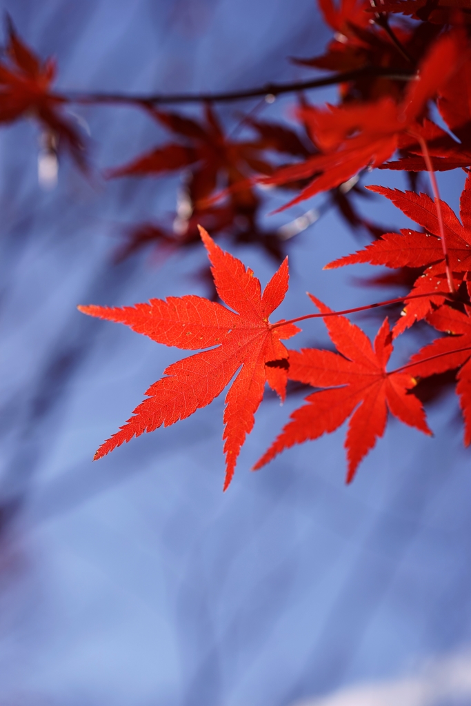 red brightness