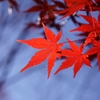 red brightness