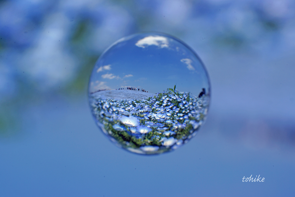 Nemophila globe～青い地球