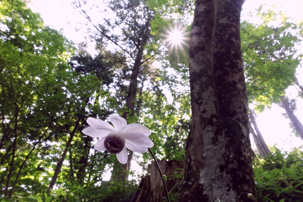 White fairy