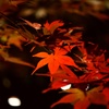 autumn light up 2