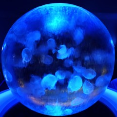 Water Planet