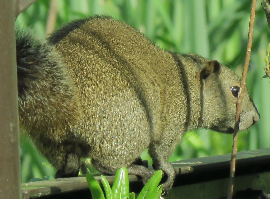 動物園の番外編