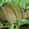 動物園の番外編