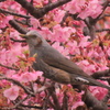 カワヅザクラ　その４　ヒヨドリ