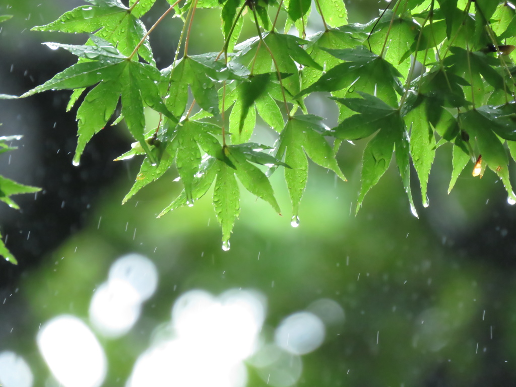雨中のモミジ