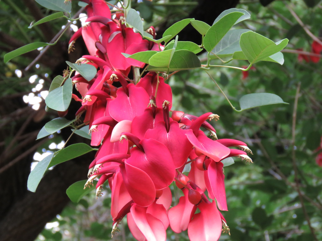 デイゴの花が咲き…