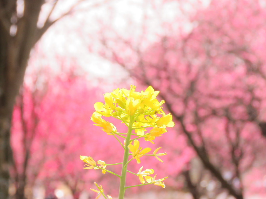 菜の花と花桃