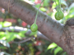 桜花散りて…