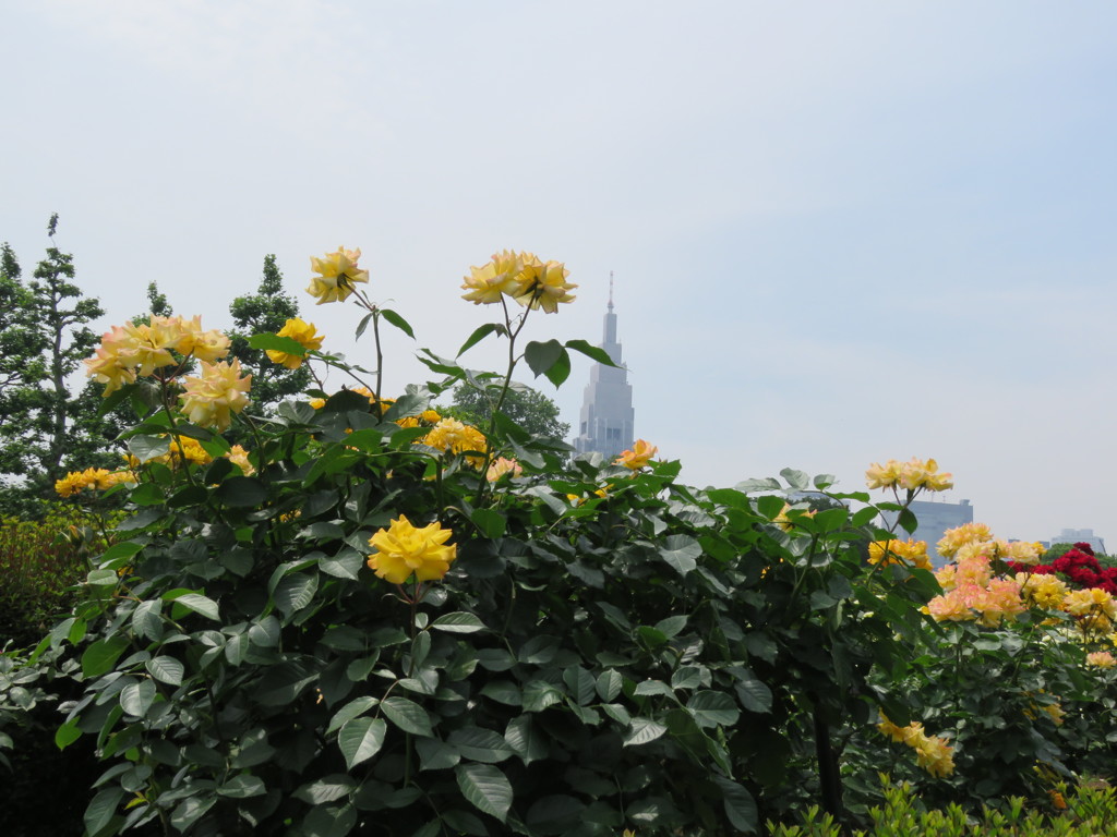 バラと高層ビル