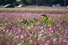 ～夏から秋へ～