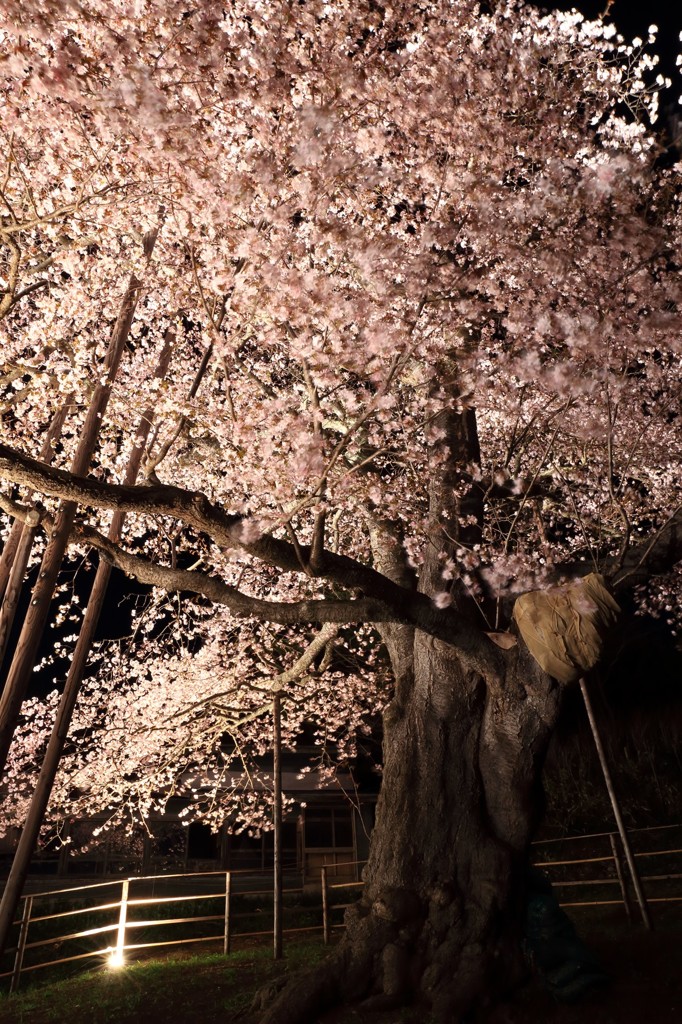 見上げた大桜