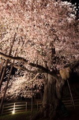 見上げた大桜