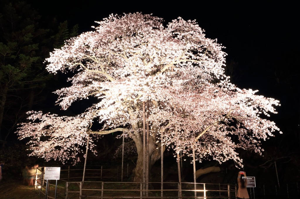 夜に浮かぶ大桜