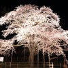 夜に浮かぶ大桜