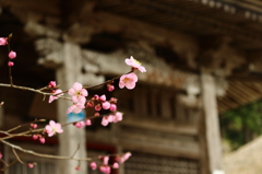境内の春先