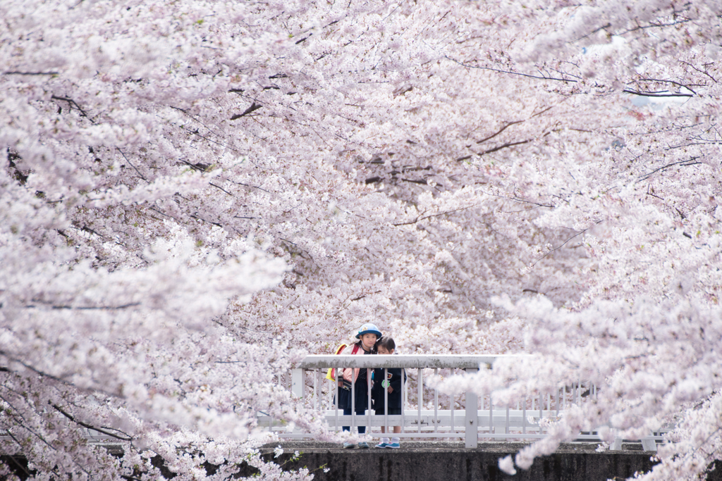 桜の中で