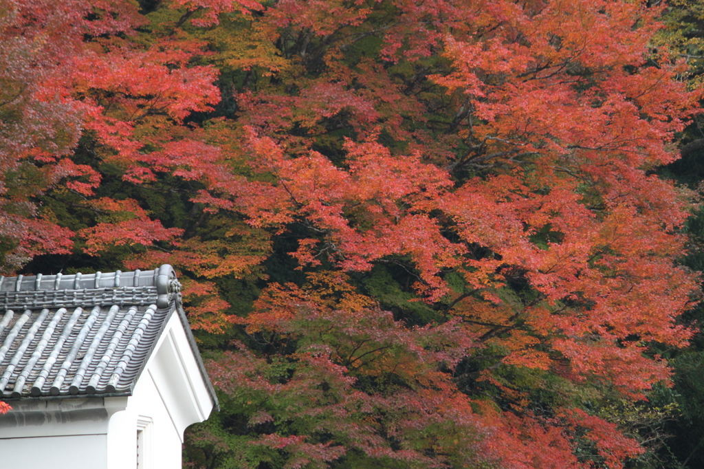 波打つ紅葉