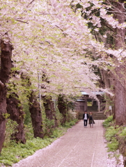桜並木