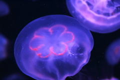 花柄