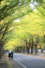 いちょう並木