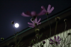 秋がきました