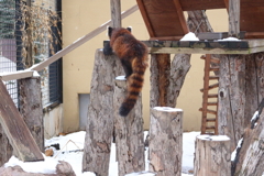 もふもふしっぽ