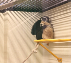 ぴた